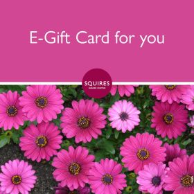 Squire's E-Gift Card - Pink Daisy